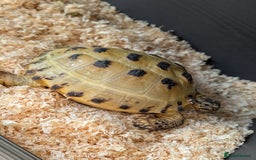 Tortoise reptiles for sale: For sale  - Image 1