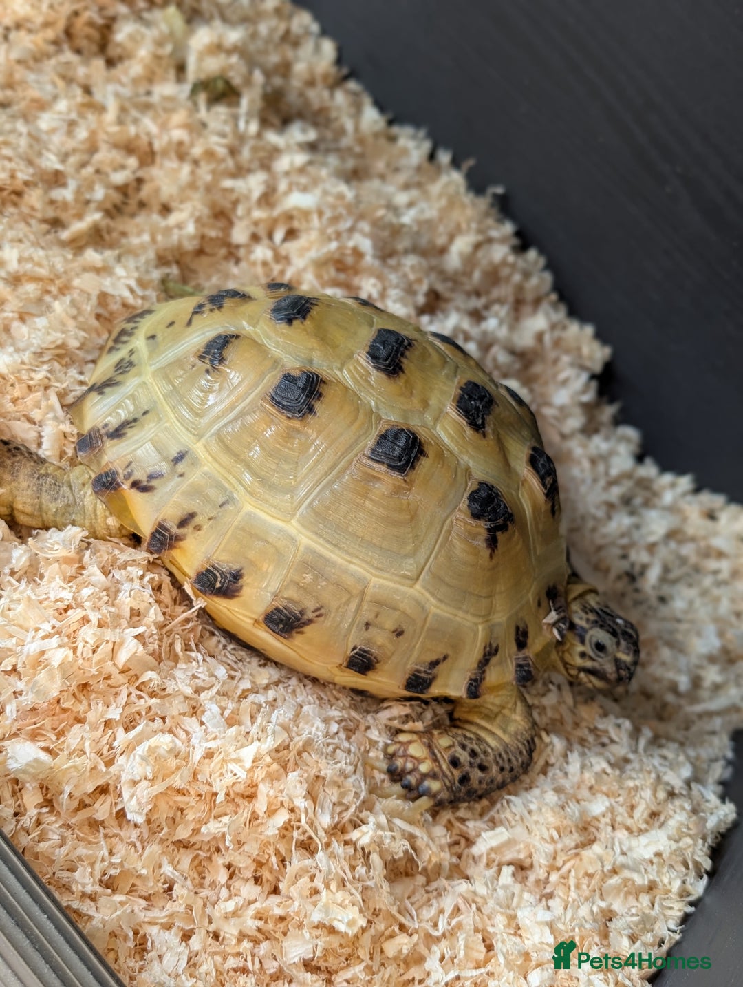 Tortoise reptiles for sale: For sale  - Image 1