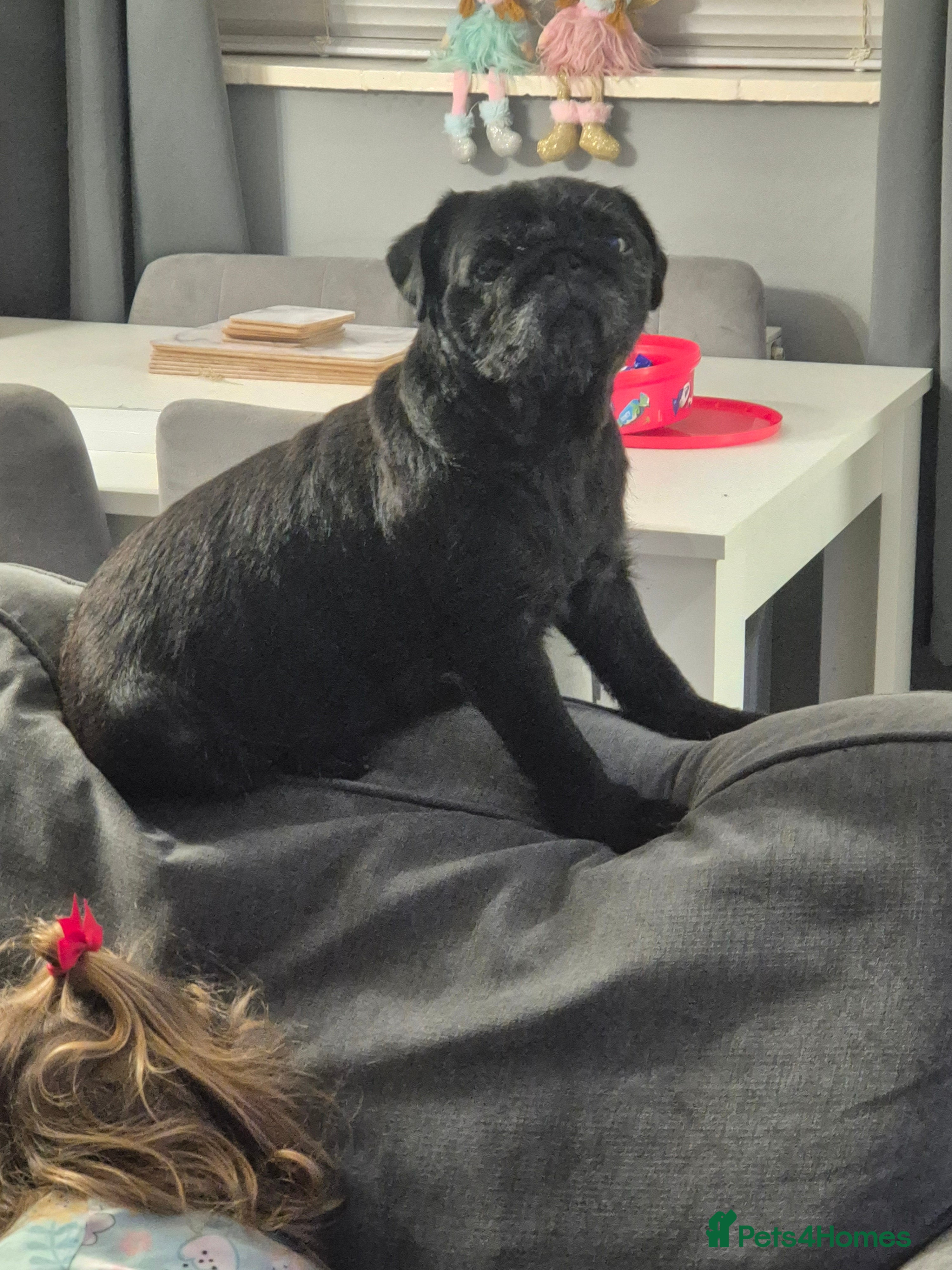 Pug dogs Lacey - Advert 3