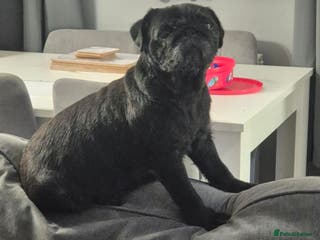 Pug dogs Lacey - Advert 3