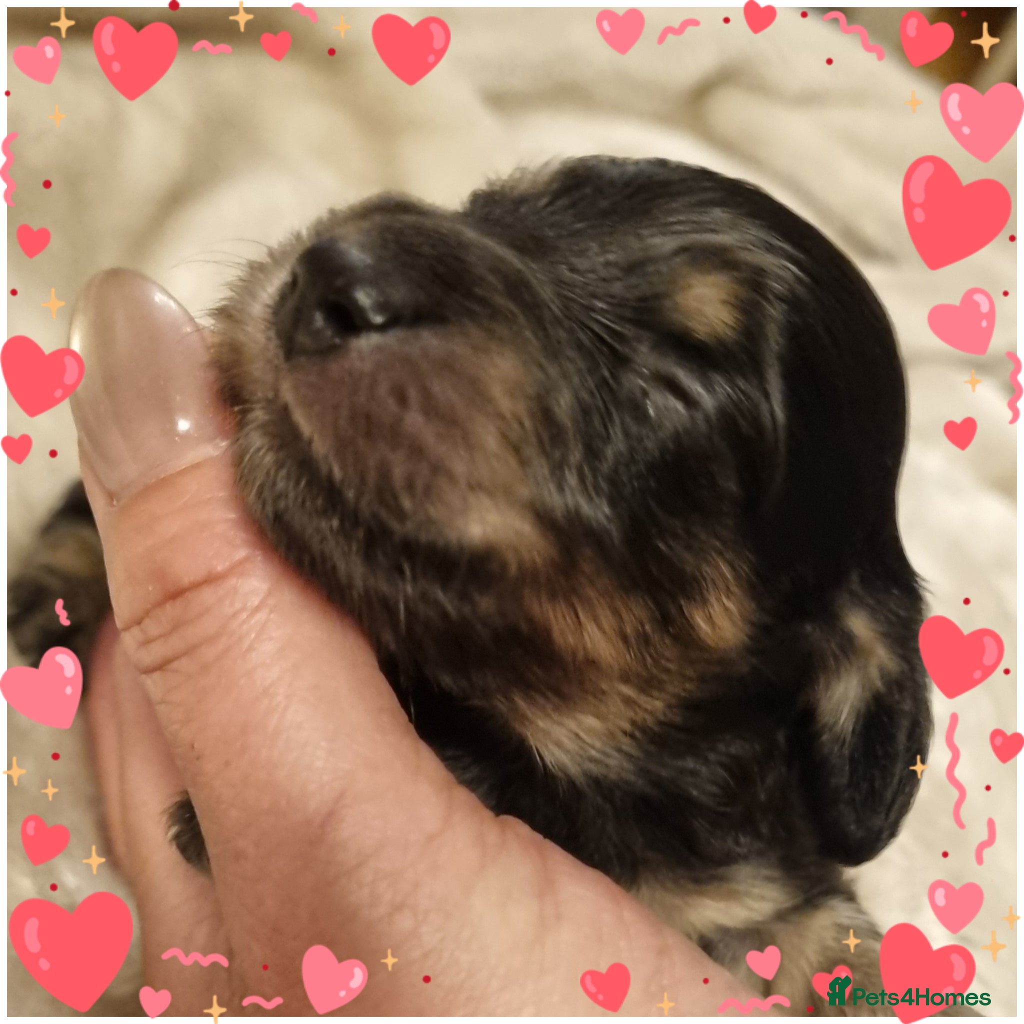 Miniature Dachshund dogs 🌟 Miniature LH Dachshund Puppies 🌟  - Advert 3