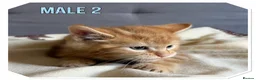 American Shorthair cats for sale: Beautiful Ginger kittens - READY FOR NEW HOMES! - Advert 10