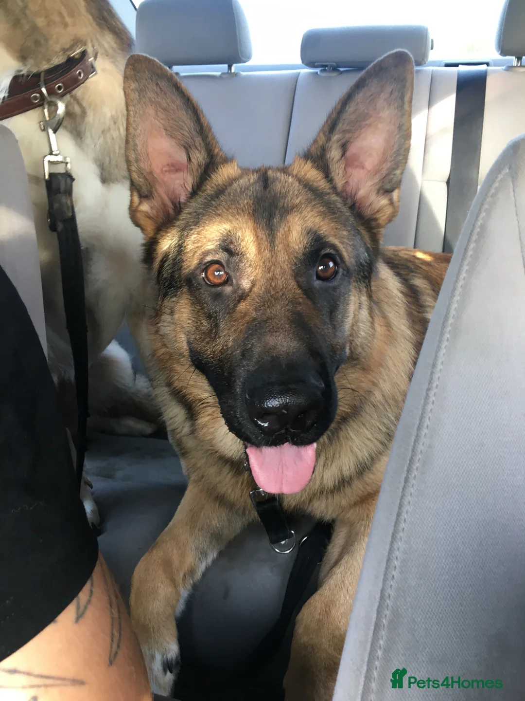 German Shepherd dogs for sale: Ted age 5  in Stowmarket - Advert 1