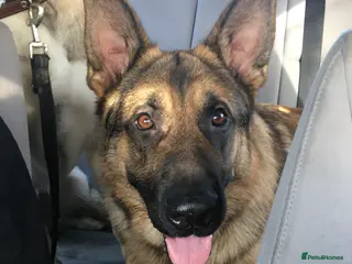 German Shepherd dogs Ted age 5 - Advert 1