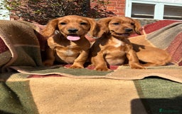Cocker Spaniel dogs for sale: Beautiful Cocker Spaniel Puppies 🖤🧡 - Image 9
