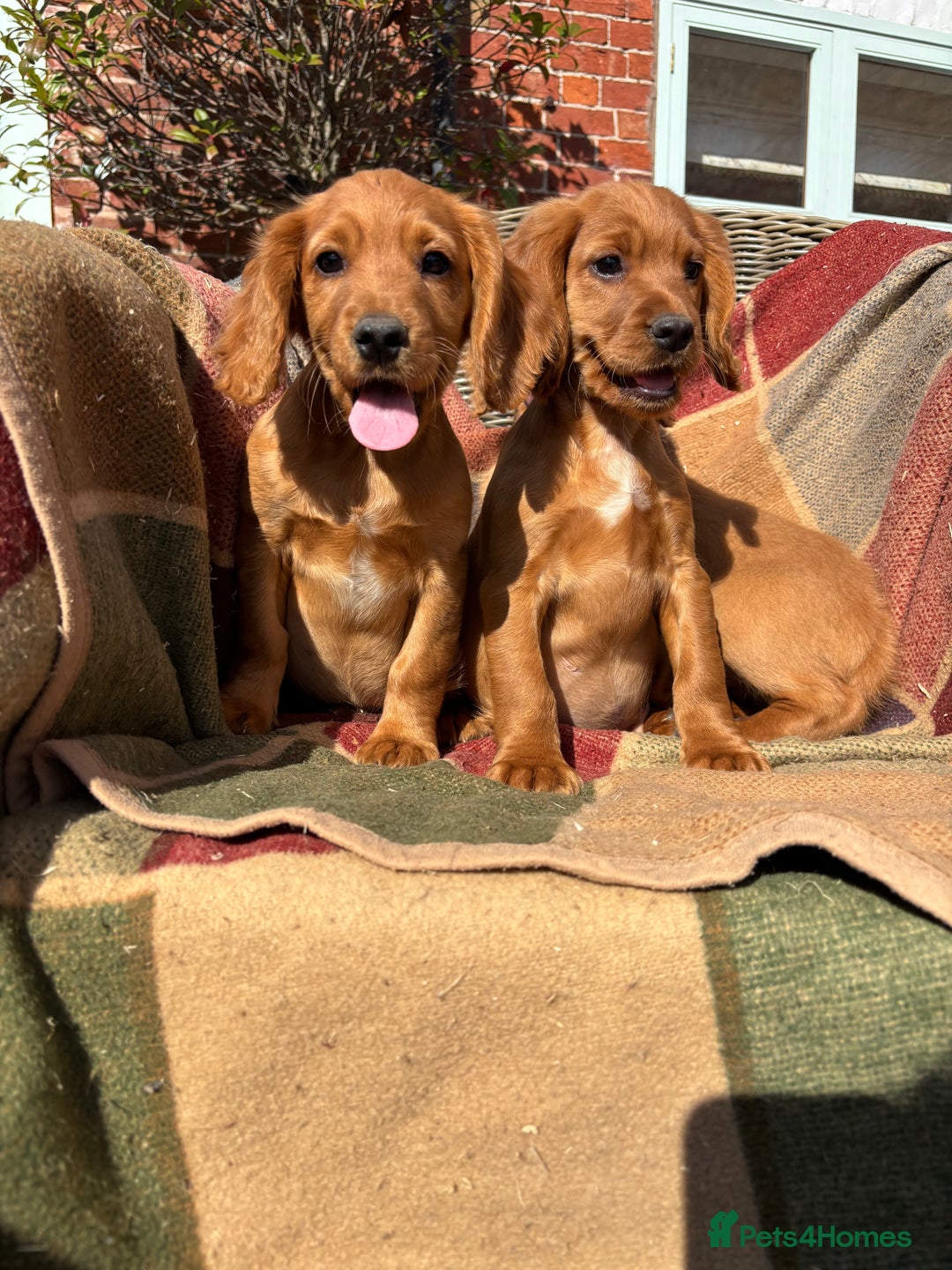 Cocker Spaniel dogs for sale: Beautiful Cocker Spaniel Puppies 🖤🧡 - Image 9