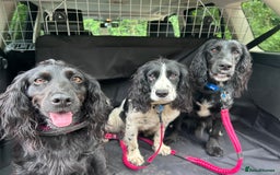 Cocker Spaniel dogs for stud: 3 year old cocker spaniel for stud  - Image 2