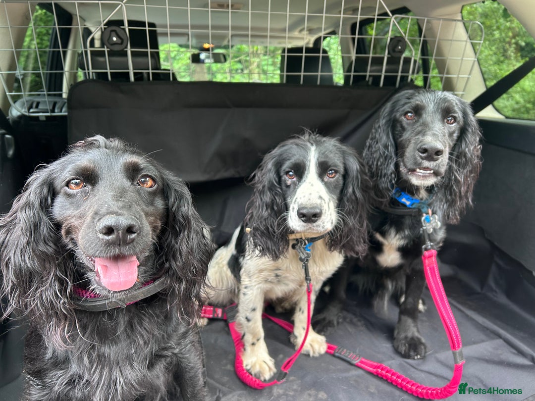Cocker Spaniel dogs for stud: 3 year old cocker spaniel for stud  - Image 2