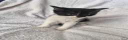 Mixed Breed cats for sale: 5 kittens ready for new home  - Advert 30