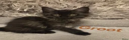 Maine Coon cats for sale: 8 GCCF Pedigree Maine Coon Kittens - Blue & Black  - Advert 19