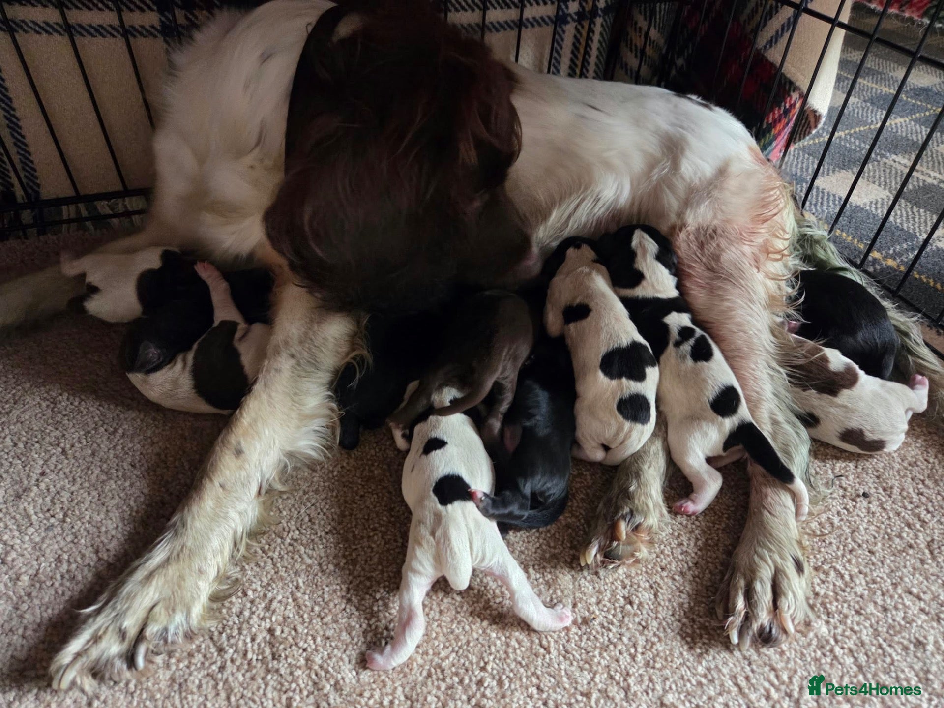 Sprocker dogs Sprocker Puppies For Sale - Advert 1