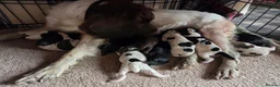 Sprocker dogs for sale: Sprocker Puppies For Sale - Advert 1