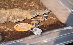 Gecko reptiles for sale: Leopard geckos CB 2025  - Image 3