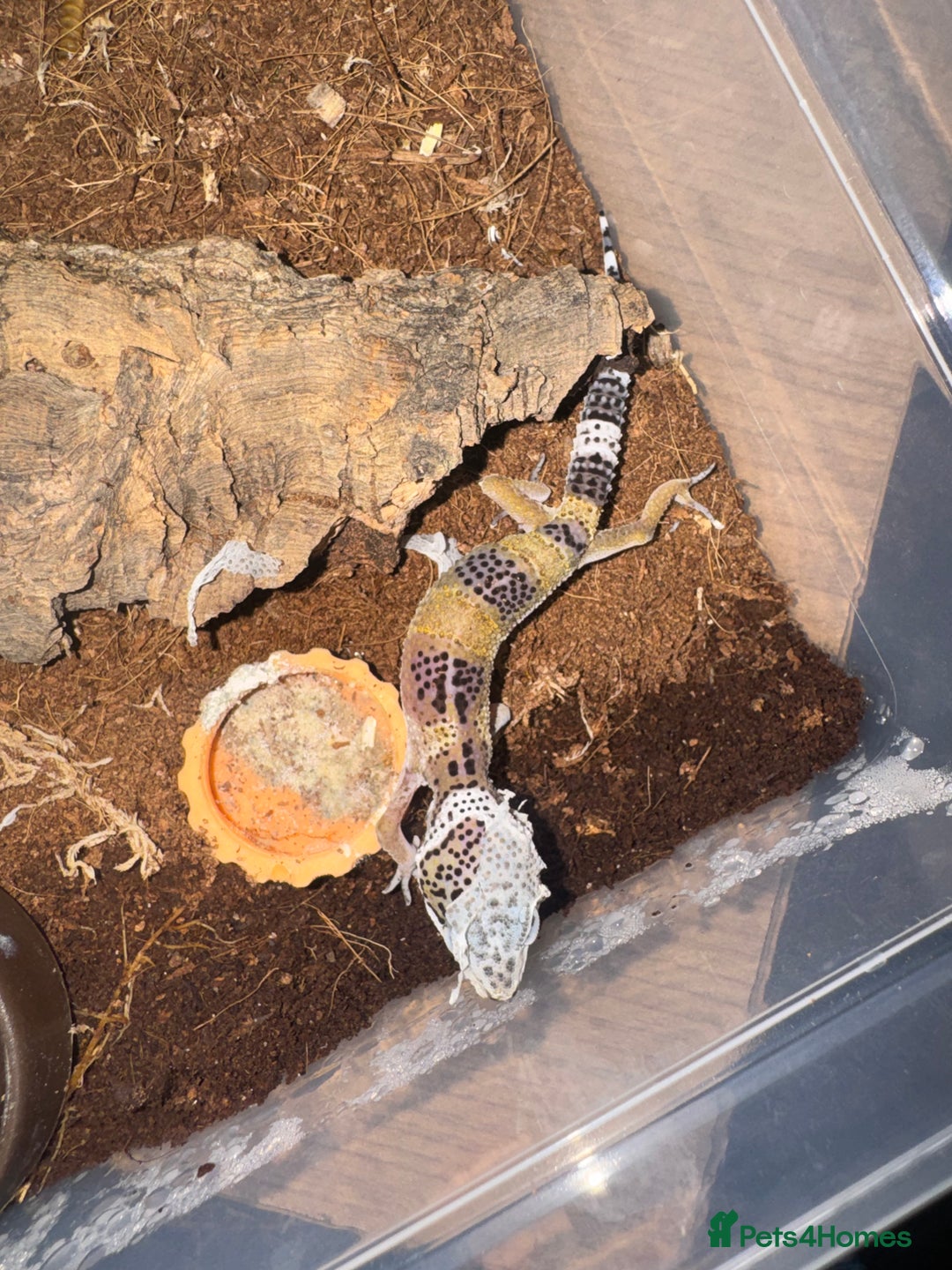 Gecko reptiles for sale: Leopard geckos CB 2025  - Image 3