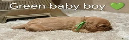 Cavalier King Charles Spaniel dogs for sale: DNA TESTED CAVALIER KING CHARLES  - Advert 13