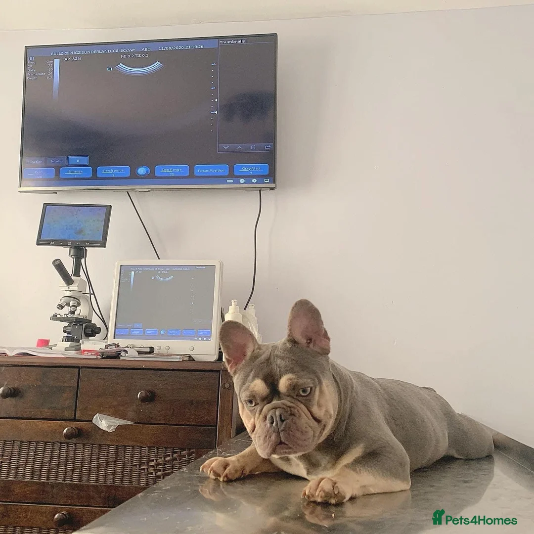 French Bulldog dogs for stud: BEAUTIFUL LILAC AND TAN FRENCH BULLDOG in Sunderland - Advert 5