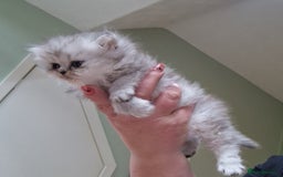 Persian cats for sale: Persian with Himalyan kitten  - Image 2