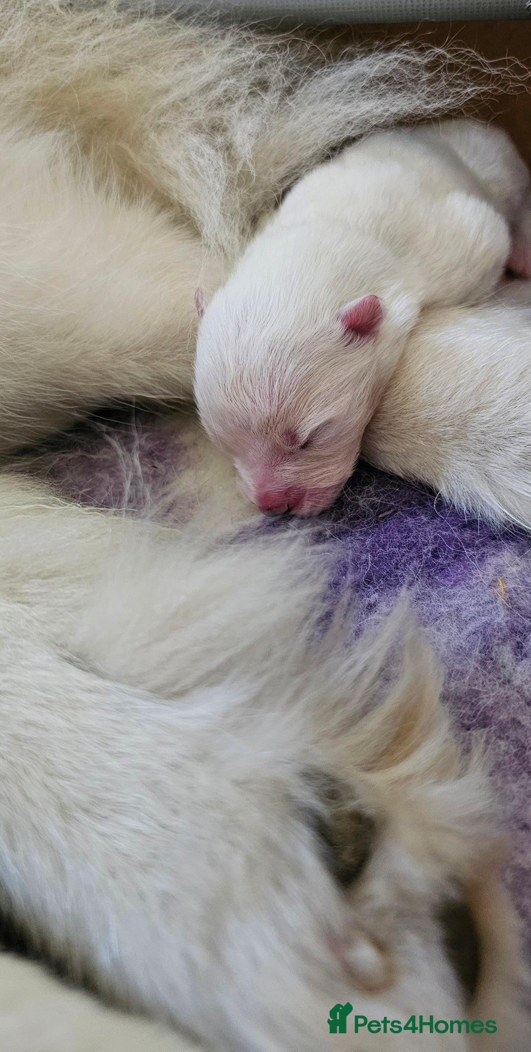 Samoyed dogs for sale: Top Quality KC Fully Health Tested Samoyed Puppies - Image 5