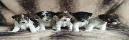 Fox Terrier dogs for sale: Beautiful Wire Fox Terrier Pups Available - Advert 8