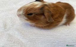 Guinea Pig rodents for sale: 3 beautiful baby guinea pigs  - Image 2