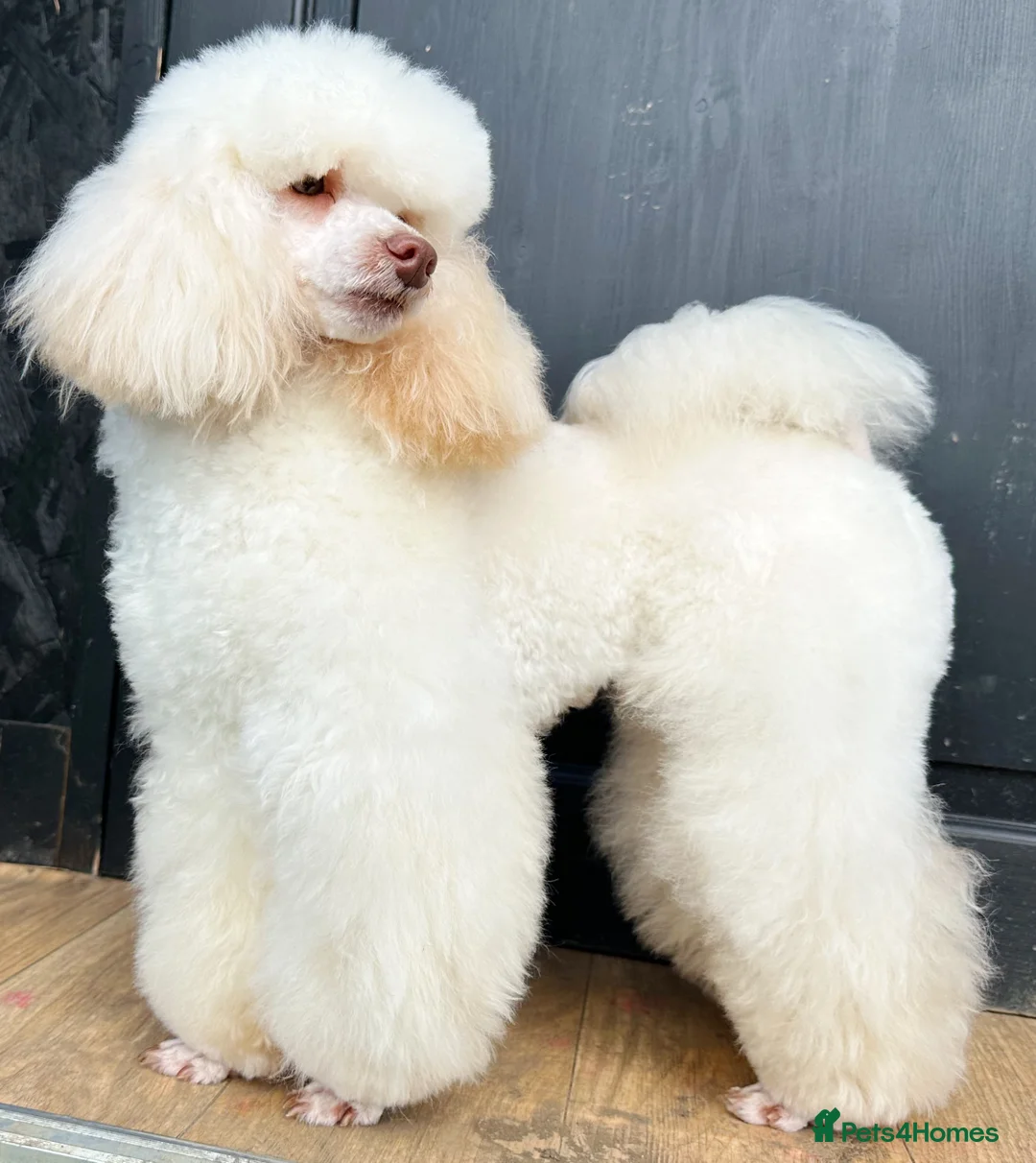 Toy Poodle dogs for stud: Top Quality KC Toy Poodle for Stud in Bury Saint Edmunds - Advert 3