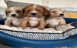 Cockapoo dogs for sale: Stunning cockapoos  - Image 8