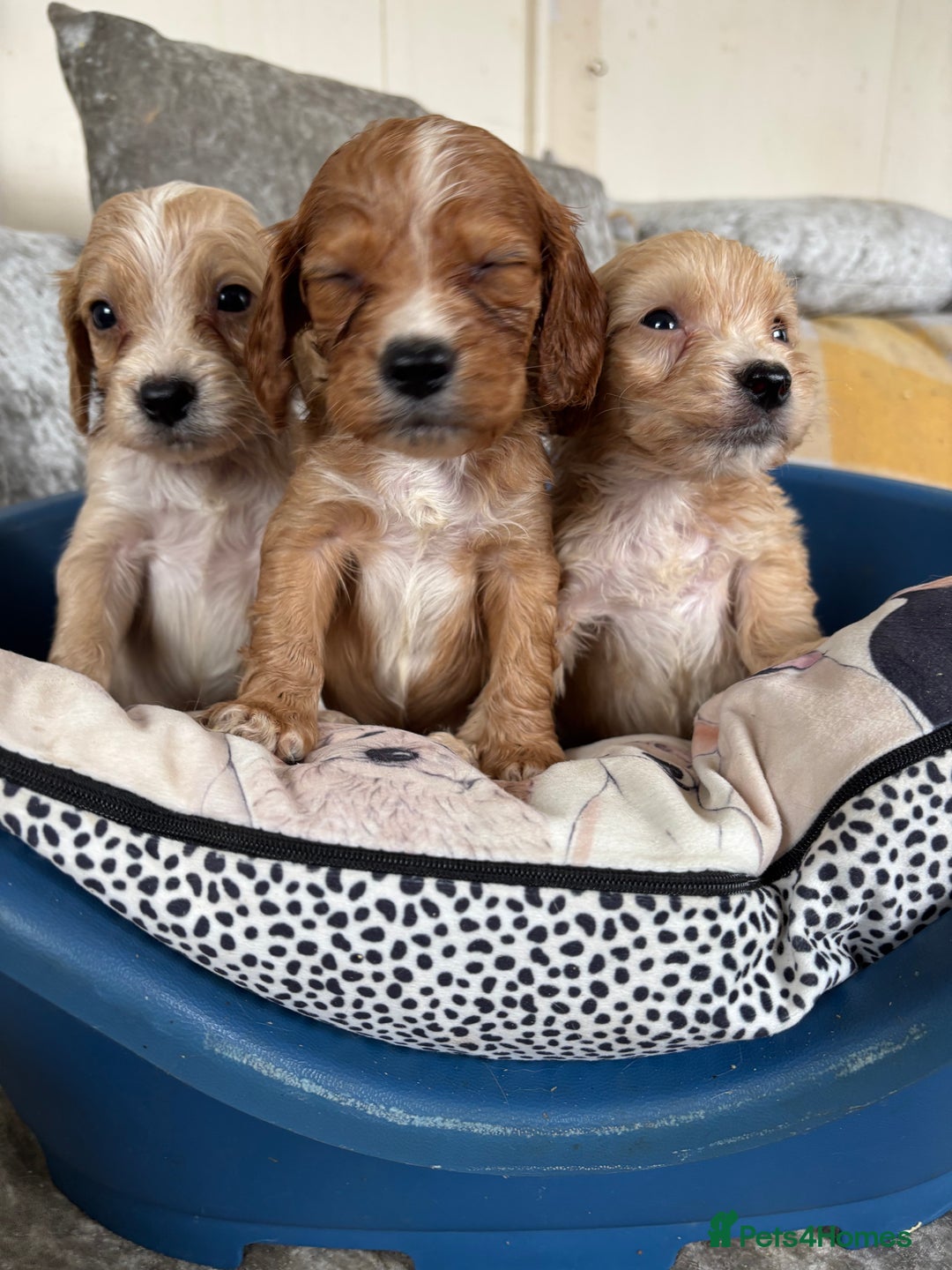 Cockapoo dogs for sale: Stunning cockapoos  - Image 8