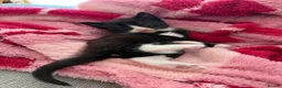 Mixed Breed cats for sale: Sphynx cross kittens  - Advert 20