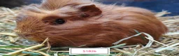 Guinea Pig rodents for sale: Stunning Baby Guine Pigs (sows and boars)  - Advert 4
