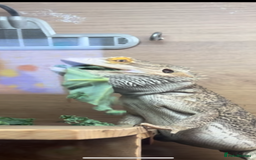 Bearded Dragon reptiles for sale: 2 year old male beardie - Image 4