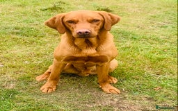 Labrador Retriever dogs for stud: Fully health tested, stunning Labradors - Image 11