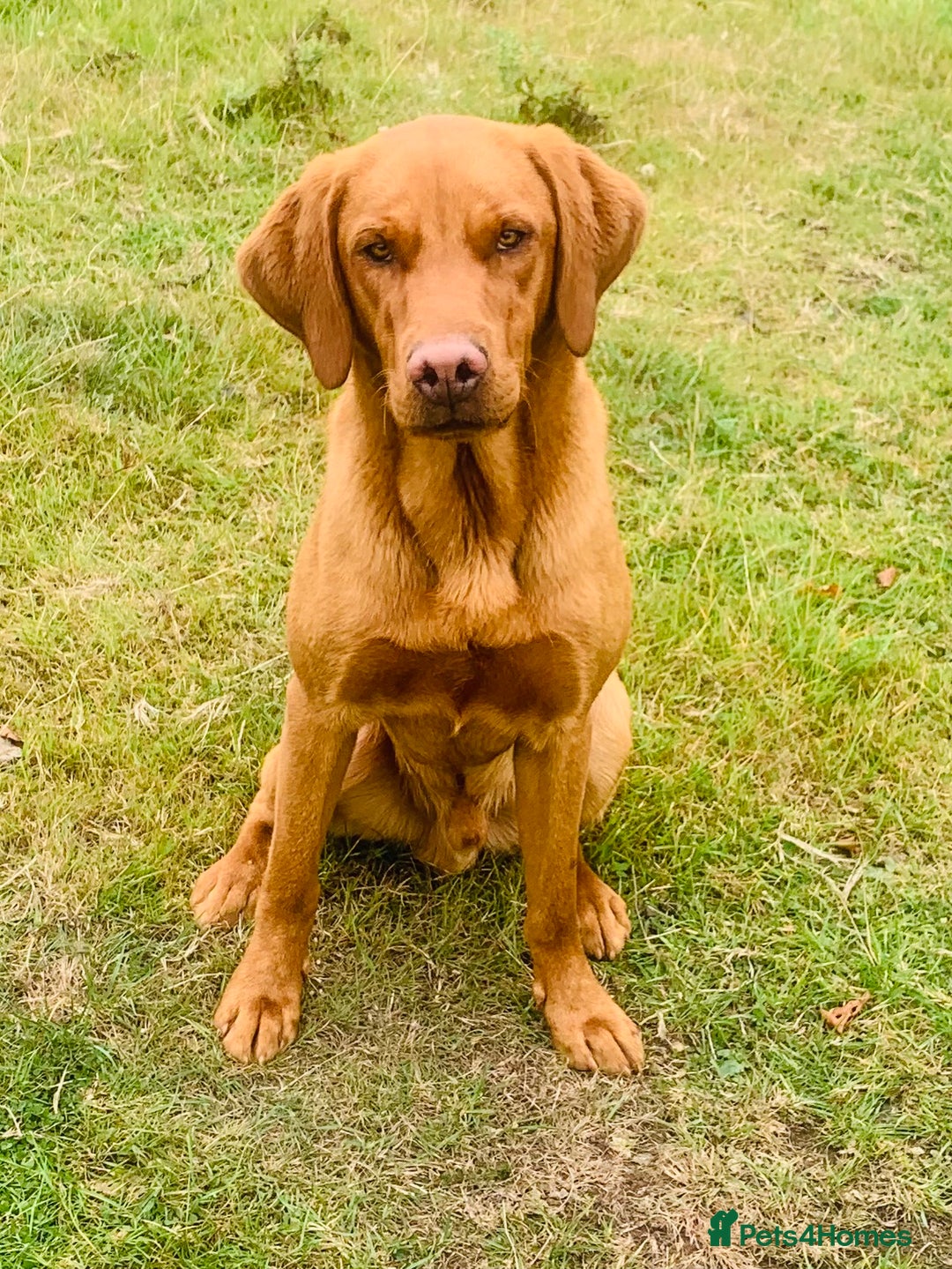 Labrador Retriever dogs for stud: Fully health tested, stunning Labradors - Image 11