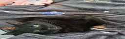 Mixed Breed cats for sale: Beautiful Male Neutered Black House Cat - Advert 3