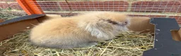 Mixed Breed rabbits for sale: Male Baby Rabbit lion/lop bunny - Advert 3