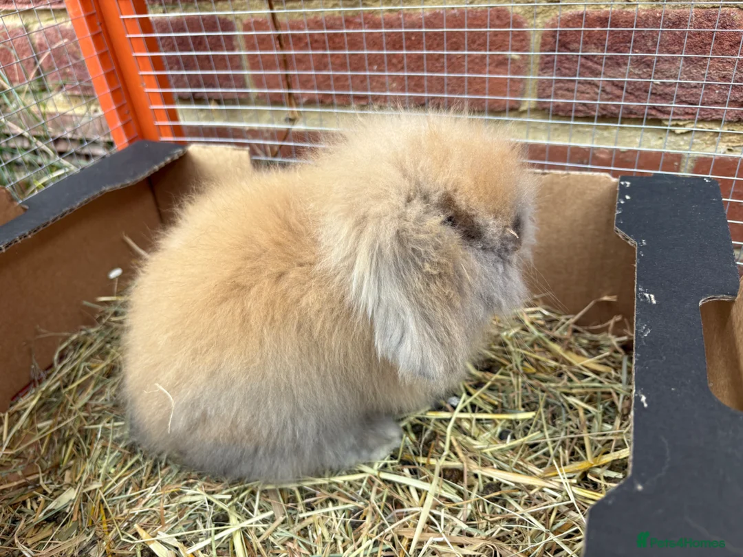 Mixed Breed rabbits for sale: Male Baby Rabbit lion/lop bunny - Advert 3