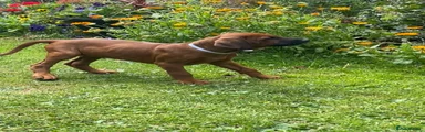 Rhodesian Ridgeback 7