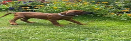 Rhodesian Ridgeback dogs for sale: Rhodesian Ridgeback Puppies - Advert 8