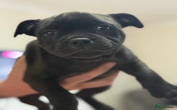 Staffordshire Bull Terrier dogs for sale: Paws Above The Rest  - Image 18