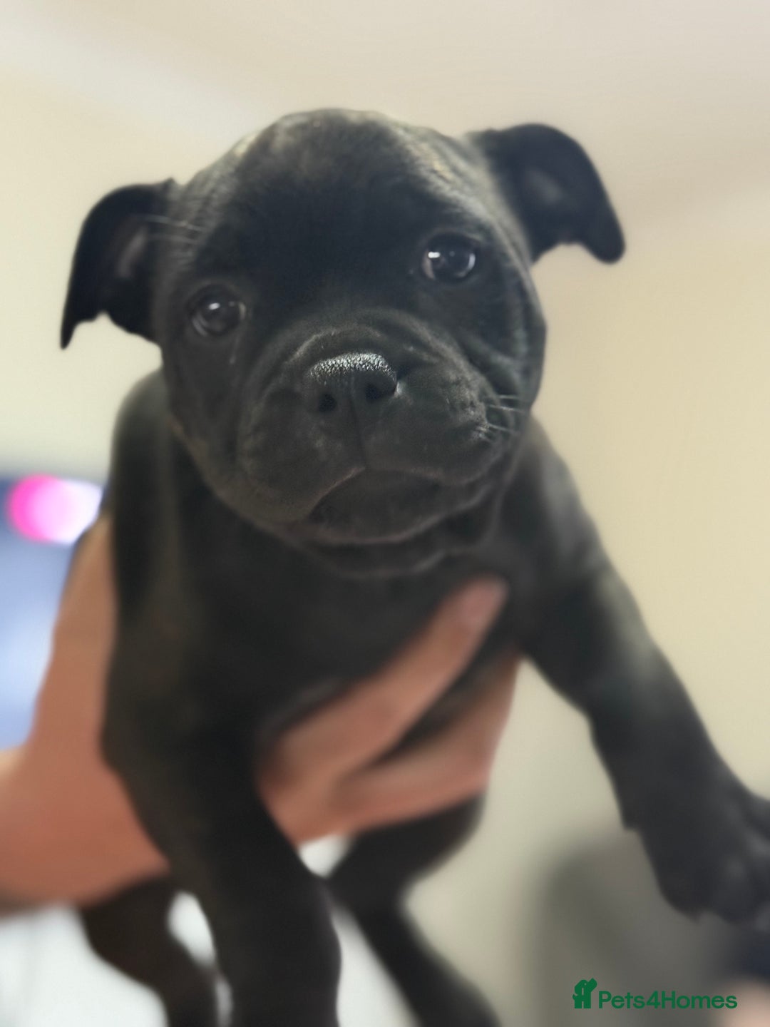 Staffordshire Bull Terrier dogs for sale: Paws Above The Rest  - Image 18