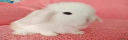 Mini Lop rabbits for sale: Baby mini lops for sale  - Advert 2