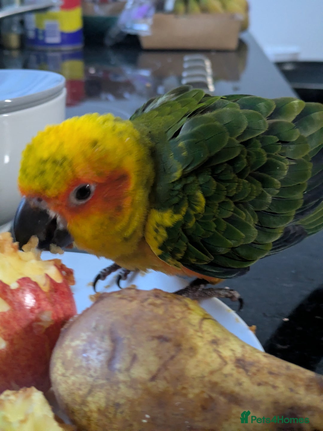 Conures birds for sale: Sun Conure super friendly baby - Advert 11