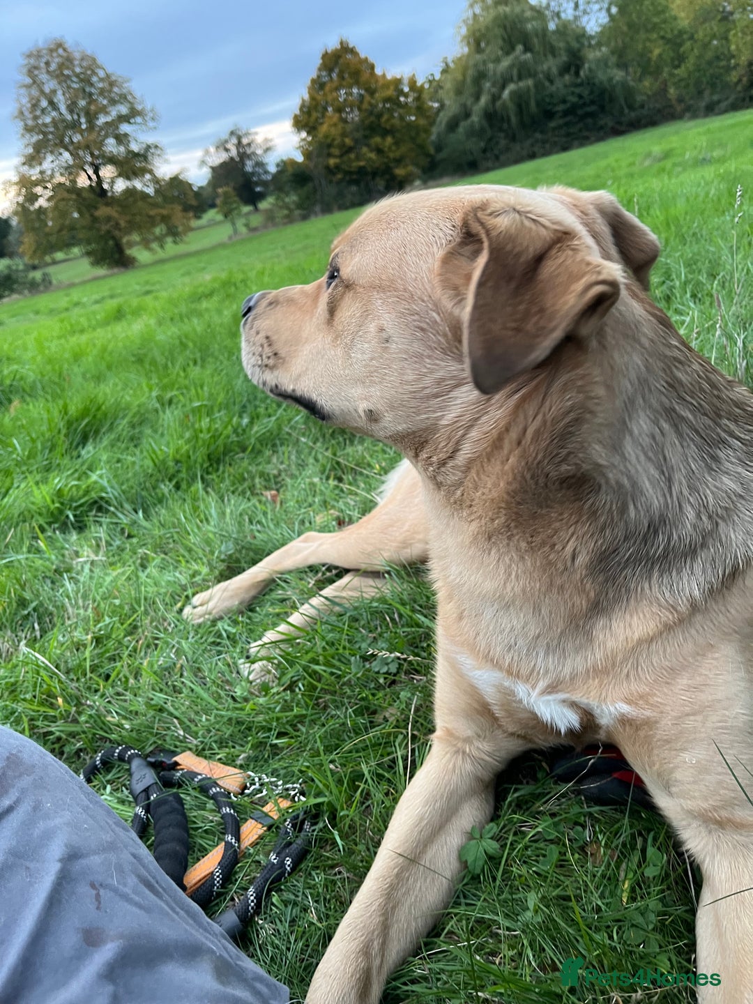 Mixed Breed dogs for sale: Max 11 month - Male  - Image 9