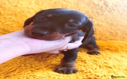 Dachshund dogs for sale: dachshund puppies  - Image 25