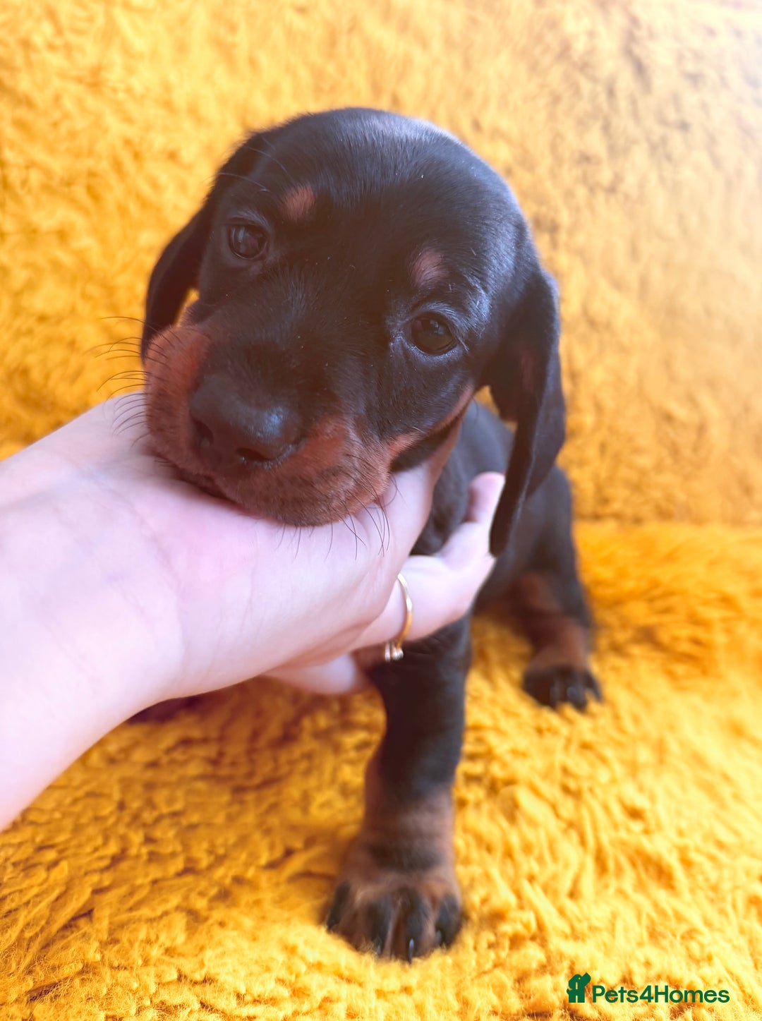 Dachshund dogs for sale: dachshund puppies  - Image 25