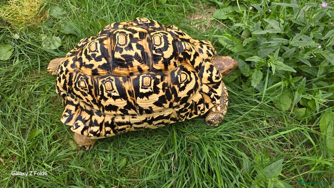 Tortoise reptiles for sale: Leopard, red and yellow foot tortoise  - Image 12