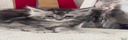 Maine Coon cats for sale: Gorgeous Pedigree Maine Coon Kittens GrCh Parents - Advert 21