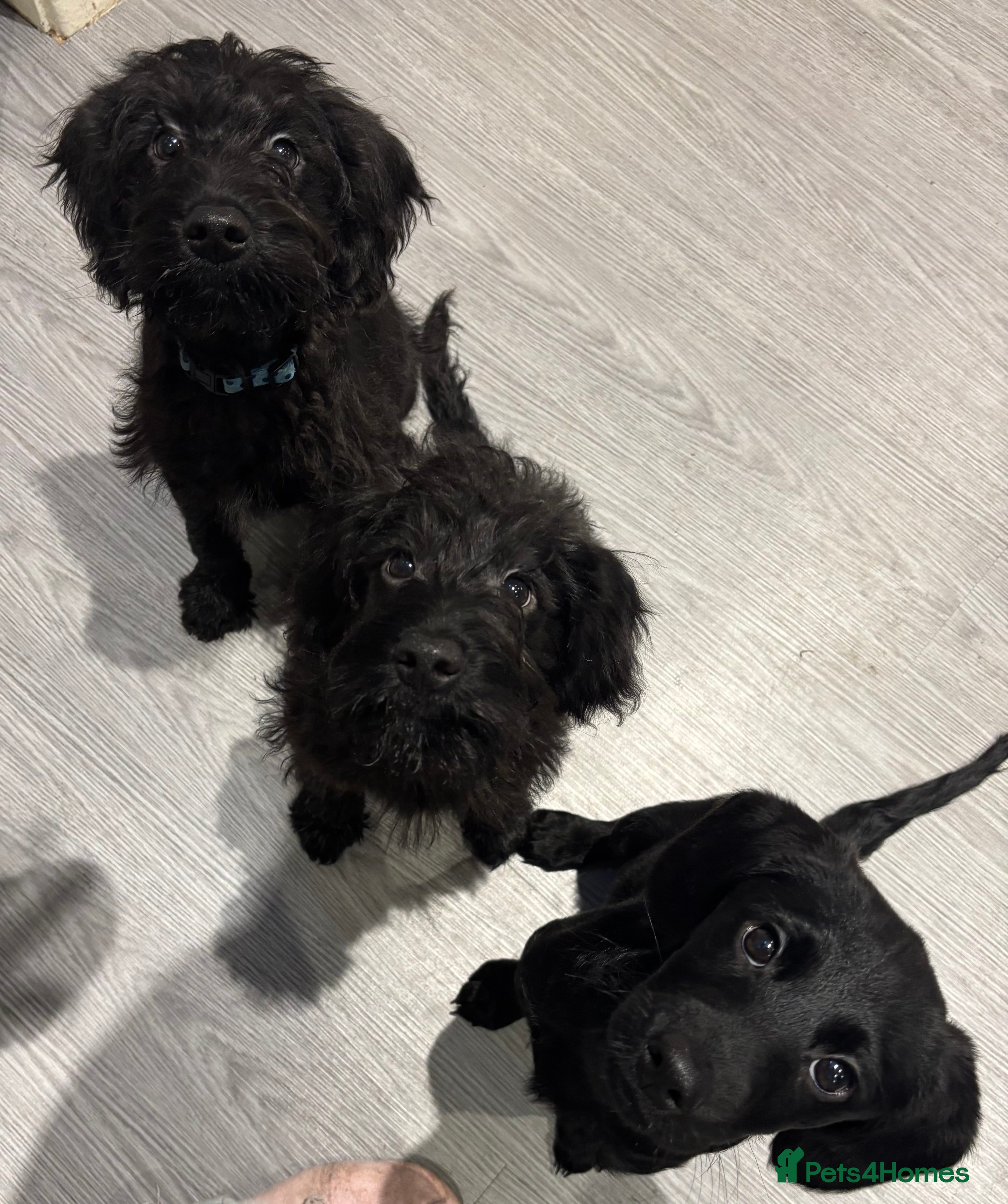 Mixed Breed dogs 3 pups looking fur their forever home mini labrado - Advert 6