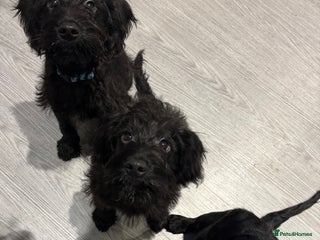 Mixed Breed dogs 3 pups looking fur their forever home mini labrado - Advert 1
