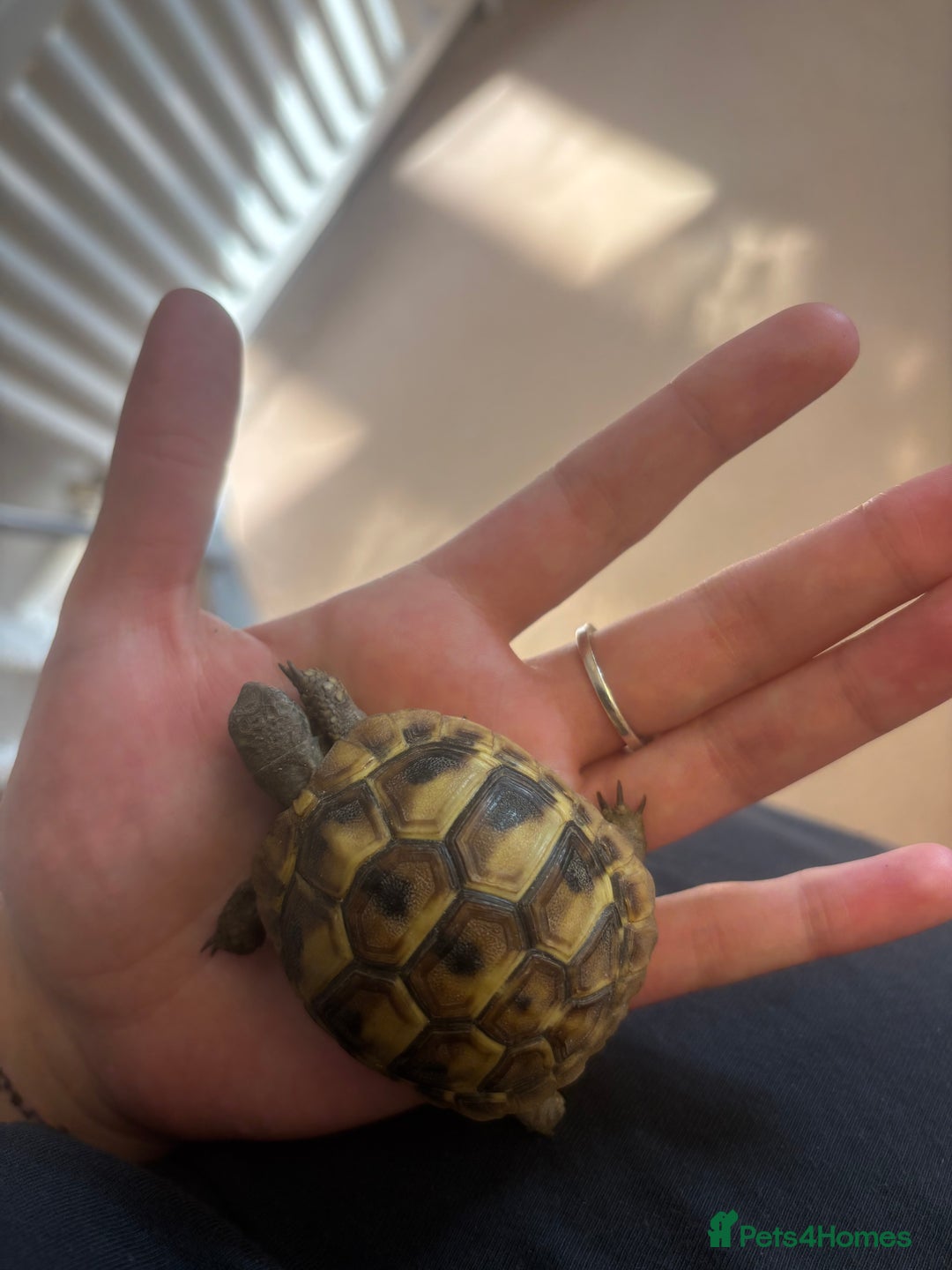 Hermann Tortoise reptiles for sale: 1.5 year old baby hermann’s tortoise - Image 2