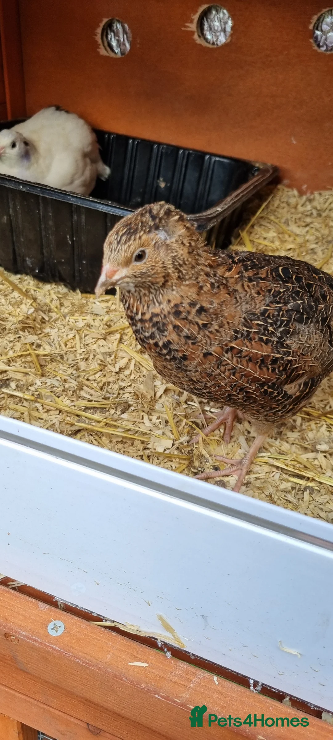 Quail poultry for sale: Breeding trio of coturnix quail - Advert 4